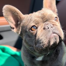 Jazzy - French Bulldog