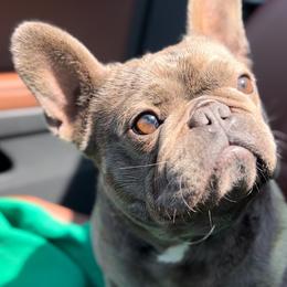 Jazzy - French Bulldog