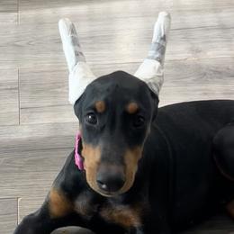 Dachshunds and Doberman Pinschers from Texas Mini Dachshunds & Dobermans