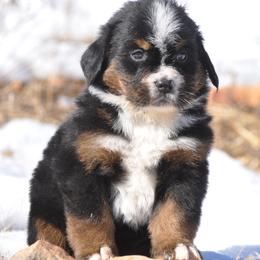 Bernese Mountain Dog, Golden Mountain Dog, and Golden Retriever Puppies from Grateful Bernese