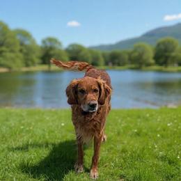 Einstein - Golden Retriever