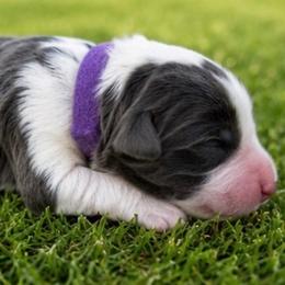 26G Purple Collar - Blue female Border Collie puppy in Mariposa, California from Team Reeves Ranch