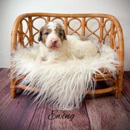 Ewing - Parti female Goldendoodle puppy in from Pink Poodles and Doodles