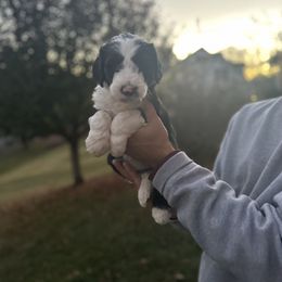 Green Girl - Black and white Sheepadoodle puppy in Bristol, Tennessee from East Tennessee Sheepadoodles