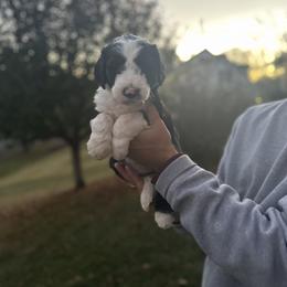Green Girl - Black and white Sheepadoodle puppy in Bristol, Tennessee from East Tennessee Sheepadoodles