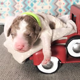 Poodle Puppies from Myers Family Standard Poodles