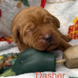 Dasher - Yellow male Labrador Retriever puppy in Grants Pass, Oregon from KnR Antler Dogs