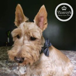 Merrick Man - Scottish Terrier
