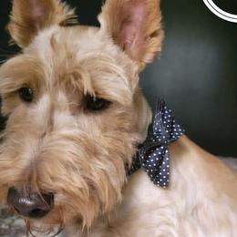 Merrick Man - Scottish Terrier