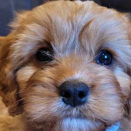 Cavapoos and Poodles from Huck's Adventures
