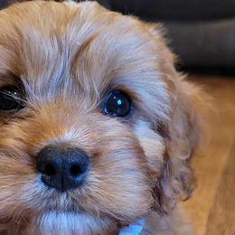 Cavapoos and Poodles from Huck's Adventures