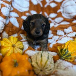 Avery - Black and cream male Dachshund puppy in Proctor, Montana from Blue Star Dachshunds