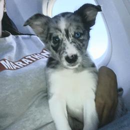 Border Collie and Maremma Sheepdog Puppies from 2J 2K Border Collies & Maremma Sheepdogs