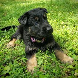 German Shepherd Puppies from Cintron K9