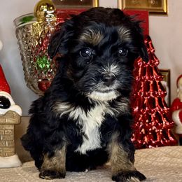 Girl 2 - Black and white female Bernedoodle puppy in Russiaville, Indiana from Pleasant Creek Minibernedoodles