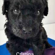 Poodle and Whoodle Puppies from Twin Pines