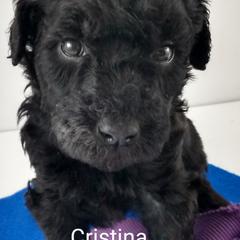 Poodle and Whoodle Puppies from Twin Pines