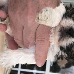 Shih Tzu Puppies from Sandi's Shih Tzu