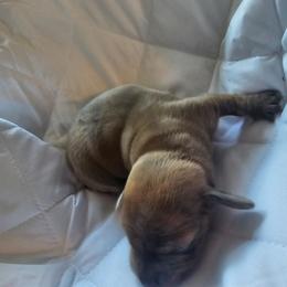 Tank - Dapple male Dachshund puppy in Strong, Arkansas from Dachshunds R Us
