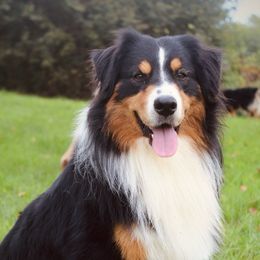 Rocket - Australian Shepherd