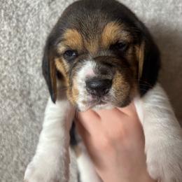 Andes - Black tan and white male Beagle puppy in St. Cloud, Minnesota from Beagle Blessings