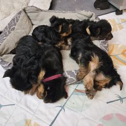 Yorkshire Terrier Puppies from Lady A's Yorkies