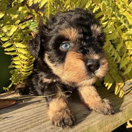 Smoky - Black and silver male Miniature Schnauzer puppy in Silver Creek, Mississippi from Mamie’s Minis, LLC