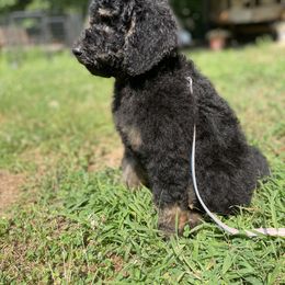 Poodle Puppies from SP standard Poodles