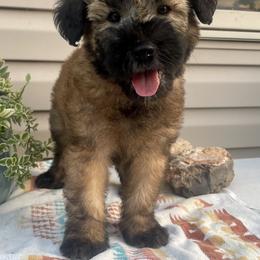 Australian Shepherd and Soft Coated Wheaten Terrier Puppies from BellSharps Australian Shepherds