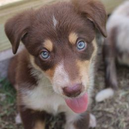 Bear - Red male Border Collie puppy in Hull, Texas from Simmons Toy Aussies and Border Collies