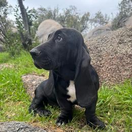Christopher - Black and white male Basset Hound puppy in Yarnell, Arizona from Boulder Oak Bassets