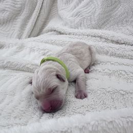 Girl 8 - female Labrador Retriever puppy in Temecula, California from Oak Valley Labradors