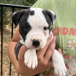 Staffordshire Bull Terrier Puppies from PureGrit Staffords