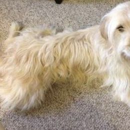Goldendoodles and Poodles from Goldendoodle Royale