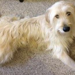 Goldendoodles and Poodles from Goldendoodle Royale