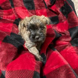 Girl 1 - Brindle female Cairn Terrier puppy in Rockford, Illinois from Fae Hallow