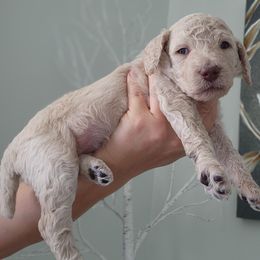 Pearl - Cream female Poodle puppy in Spartanburg, South Carolina from Taya's Pups