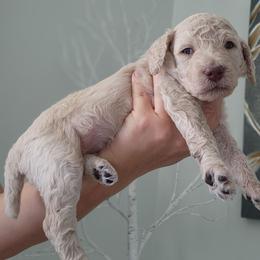 Pearl - Cream female Poodle puppy in Spartanburg, South Carolina from Taya's Pups