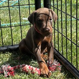 Mario - Red and rust male Doberman Pinscher puppy in Ohio from The Dober Den
