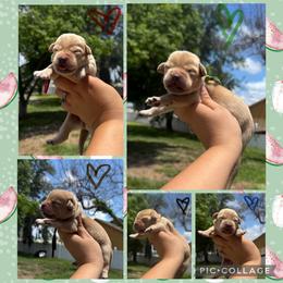 Blue Collar Male - Yellow male Labrador Retriever puppy in Kissimmee, Florida from SunState Labs
