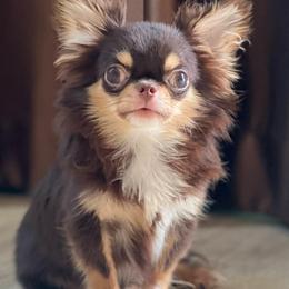 Chihuahuas and Yorkshire Terriers from Babydoll Yorkies of Texas