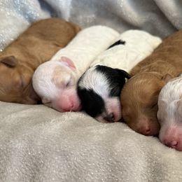 Goldendoodle Puppies from Wish Locket Pups