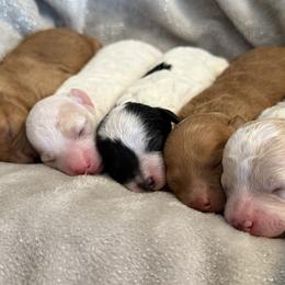 Goldendoodle Puppies from Wish Locket Pups