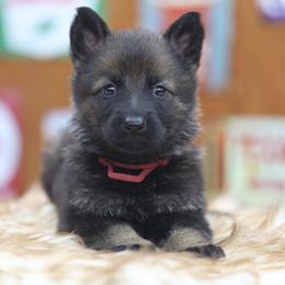 Red collar - Sable female German Shepherd puppy in Philippi, West Virginia from Vom Haus Highlands