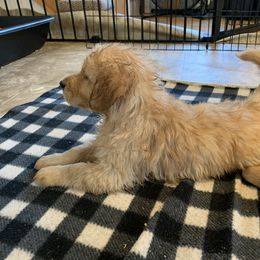 Golden Retriever Puppies from Lake Champlain Goldens