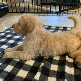 Golden Retriever Puppies from Lake Champlain Goldens
