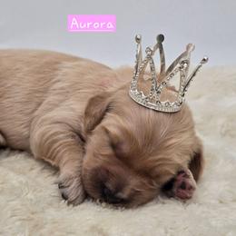 Aurora - Apricot female Goldendoodle puppy in Neillsville, Wisconsin from Granton Creek