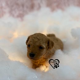Poodle Puppies from Cuddles n Curls