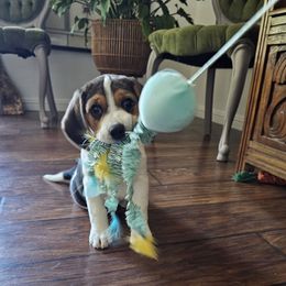 Breeze - Black tan and white female Beagle puppy in Susanville, California from Homegrown Beagles
