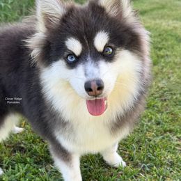 Biggie - Pomsky
